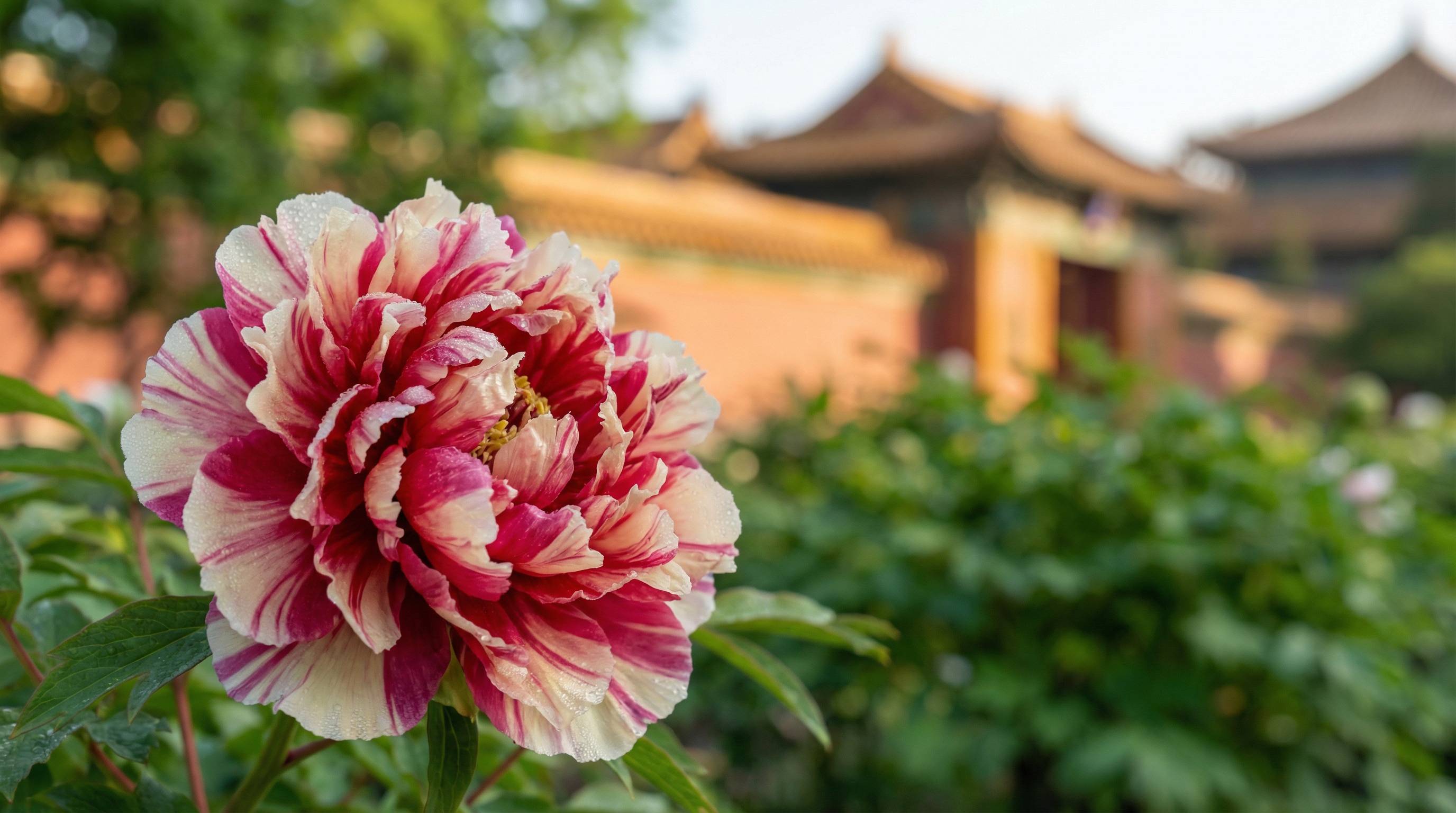 幼幼植物视频 - 牡丹花开视频